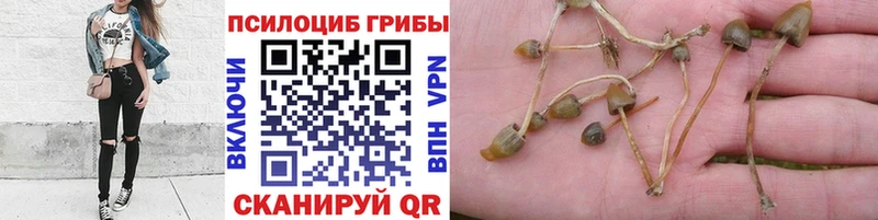 Псилоцибиновые грибы Magic Shrooms  хочу   Владимир 